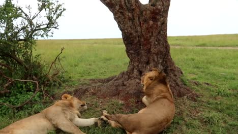Woman-looks-outside-from-inside-safari-vehicle-reveals-two-lions-asleep-by-tree
