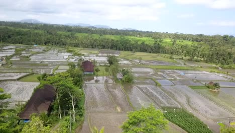 Bali,-Reisfelder-Verschiedener-Wachstumsphasen