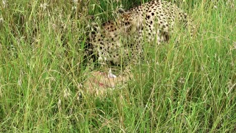 Close-up-of-single-wild-cheetah-eating-an-antelope-in-the-grass-of-African-National-Park