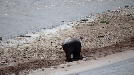 Solitary-baby-hippo-limping-in-the-sand-of-river-shore-in-Africa