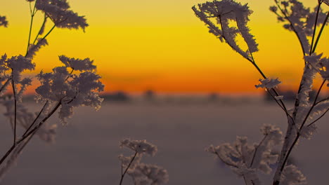 Close-up-of-frozen-tree-branches-or-twigs-with-beautiful-orange-sunset-sky