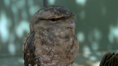 Papuan-Frogmouth-With-Red-Eyes