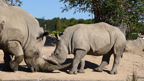 Un-Rinoceronte-Joven-Es-Intimidado-Por-Su-Padre-Empujándolo-Con-Su-Cuerno