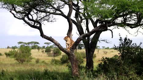 Static-shot-of-single-Lioness-on-top-of-Acacia-tree-observing-surroundings