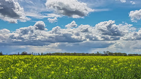 A-farmland-field-of-rapeseed-crop-with-a-cumulus-cloudscape-overhead-on-a-dreamy-summer-day---time-lapse