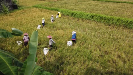Rice-Field-Farmers-Harvesting-Grain-wearing-Asian-Conical-Hat,-Bali-Indonesia-Green-Paddy-Farm-Land