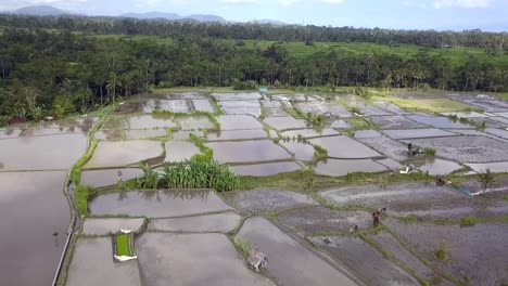 Geerntete-Reisfelder-Unter-Wasser