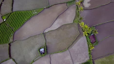 Marvelous-aerial-view-flight-vertical-bird's-eye-view-drone
of-bali-ricefield,-daytime-summer-2017