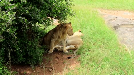 Junger-Männlicher-Löwe,-Der-An-Heißen-Tagen-In-Afrika-Mit-Einem-Anderen-Im-Schatten-Eines-Busches-Schlafen-Geht