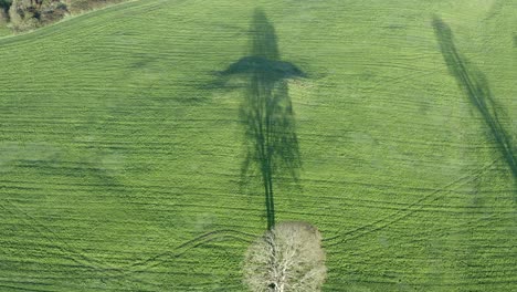 Aerial:-Winter-oak-tree-shadow-in-vivid-green-sunny-Irish-pasture
