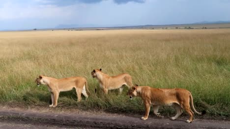 Pride-of-wild-lionesses-walking-and-looking-for-prey-to-hunt-in-Serengeti,-Africa