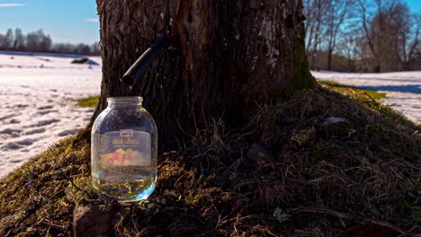 A-tapped-maple-tree-with-sweet,-natural-syrup-dripping-into-a-glass-jar---time-lapse