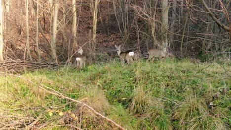 Three-wild-cautious-roe-deer-grazing-in-forest-on-autumn-day