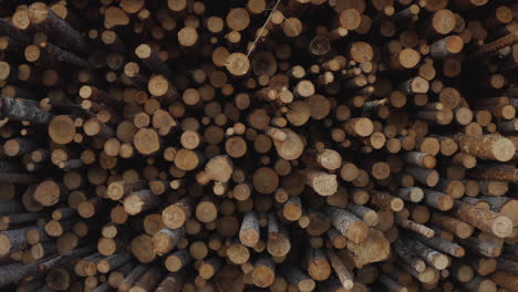 4k-Close-up-shot-of-stacked-logs,-timber-and-wood