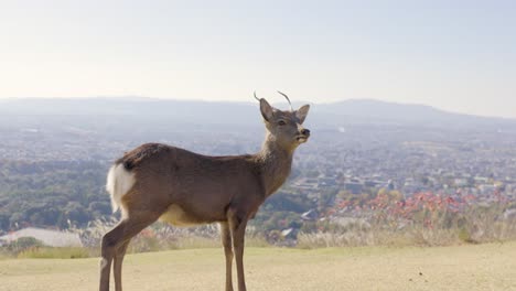 Die-Beste-Aussicht-In-Nara