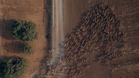herd-of-sheep-sheeps-crossing-a-tunnel-under-a-highway