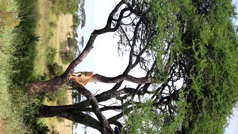 Leona-Descansando-Sobre-Un-árbol-De-Acacia-En-La-Sabana-Soleada