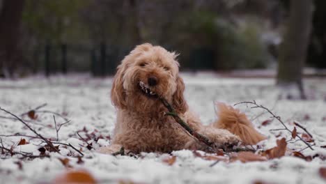 Playful-Goldendoodle-Dog-Chewing-Wood-Stick-Resting-on-Snow-covered-Ground-in-Winter-Park