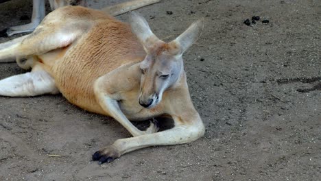 Closeup-Of-A-Male-Red-Kangaroo-Lounging-On-The-Ground