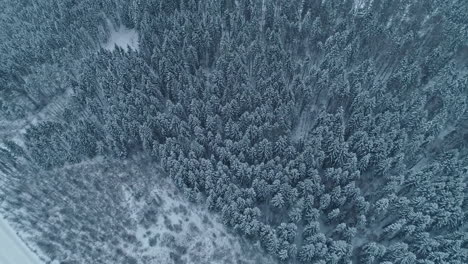 Ein-Wald-Mit-Frost-Auf-Den-Immergrünen-Bäumen-An-Einem-Kalten-Tag---Luftüberführung