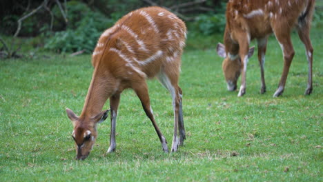 Eine-Braun-weiß-Gestreifte-Gazelle,-Die-Mit-Einer-Anderen-Im-Hintergrund-Steht