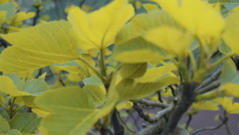 Fokusbild-Des-Gelbblättrigen-Feigenbaums