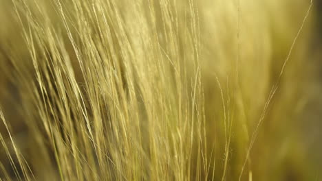 Yellow-and-dried-hay-slowly-moving-towards-the-left-side-of-the-screen-as-the-wind-blows-gently