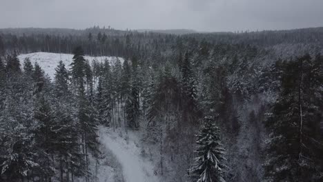 Establishing,-revealing-shot-of-a-forest-during-winter,-full-of-snow