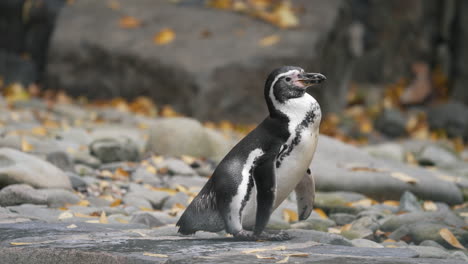 Süßer-Humboldt-pinguin,-Der-Sich-Umschaut