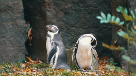 Un-Par-De-Pinguinos-De-Humboldt