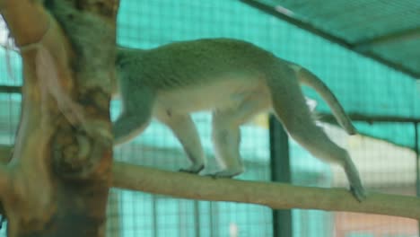 Small-monkey-jumps-from-branch-to-branch-inside-a-zoo-cage-covered-in-green-plastic