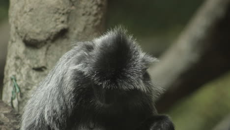 Silbriger-Langur-Affe,-Der-Auf-Einem-Ast-Sitzt-Und-Sich-Umschaut