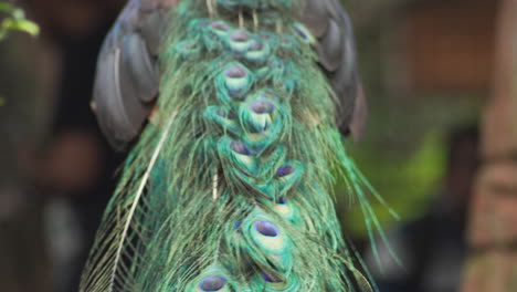 Closeup-view-of-Green-peafowl-tail-feathers