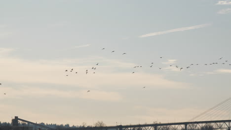 Vögel-Fliegen-Und-Enthüllen-Die-Patullo-Brücke-Und-Die-Himmelsbrücke-Mit-Mündung-Im-Vordergrund