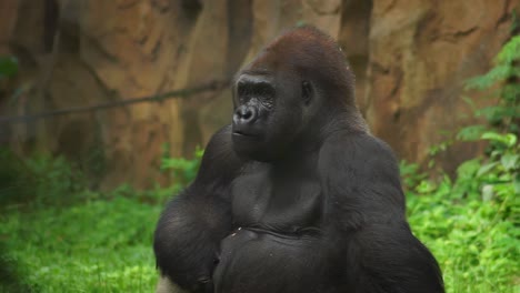 Black-gorilla-putting-food-in-mouth-and-eating-while-looking-around,-slow-motion