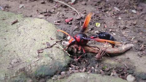 Orange-giant-wasp-try-to-carry-and-fly-a-big-worm-with-its-mandible