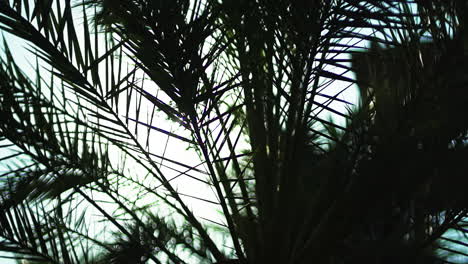 palm-tree-sunrise.-slow-motion-palm-tree.3