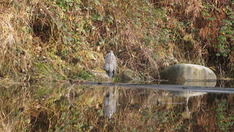 Great-Blue-Heron,-Der-Auf-Einem-Baumstamm-Auf-Glaswasser-Steht,-Fliegt-In-Zeitlupe-Davon