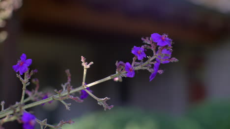 Pequeñas-Flores-Violetas-De-Lavanda-Del-Desierto-En-Un-Tallo-Con-Fondo-Oscuro