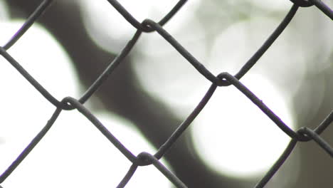 Silvery-Lutung-monkey-hand-holding-onto-a-chain-link-cage