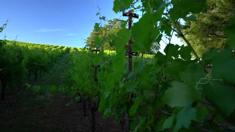 left-tilt-off-green-vineyard-leaves-opening-up-on-grape-vines