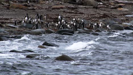 Wide-shot,-group-of-Magellanic-Penguins-standing-on-the-beach,-sea-waves-in-foreground,-Patagonia,-Chile