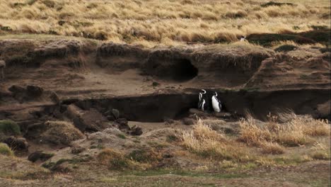 Wide-shot-of-two-penguins-standing-in-the-shade-of-on-earthen-scarp-in-Patagonia,-Chile