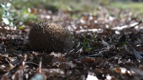Close-up-timelapse-of-hedgehog-breathing-on-ground-by-dry-leaves