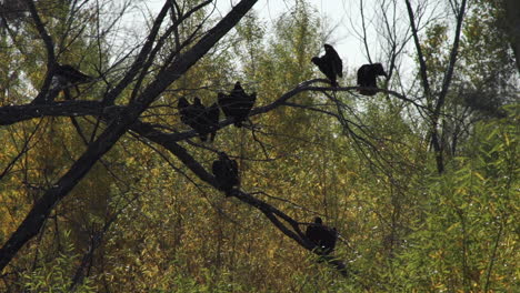 Turkey-vultures-in-the-delta-region-of-the-Colorado-River,-Baja-California,-Mexico