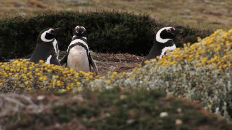 Three-magellanic-penguins-stand-behind-yellow-flowers-in-the-morning,-Patagonia,-Chile