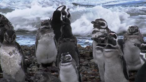 Grupo-De-Jóvenes-Pingüinos-Magallánicos-Parados-En-Los-Guijarros-De-La-Playa,-Olas-Marinas-En-El-Fondo