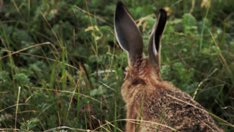 Hare-eating-grass-and-then-hops-away-in-Patagonia,-Chile