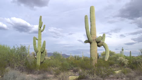 Cactus-Saguaro-Cerca-De-La-Frontera-De-Estados-Unidos-Y-México