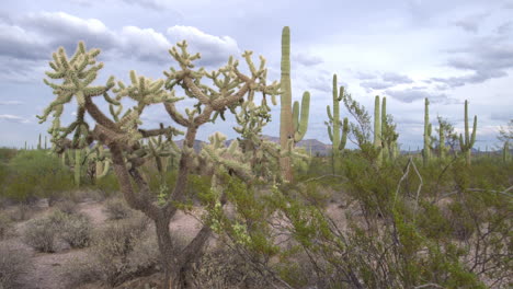 Jumping-cholla-and-saguaro-cacti-in-Sonoran-Desert,-southern-Arizona